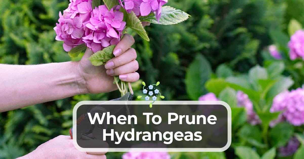 When To Prune Hydrangeas Kitchen Infinity 乐动体育直播 3376